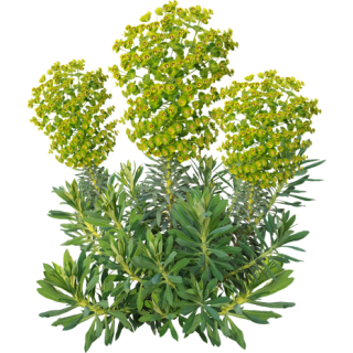 Euphorbe characias