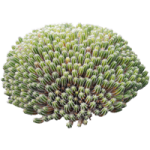 Euphorbe echine