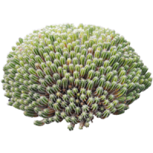 Euphorbe echine