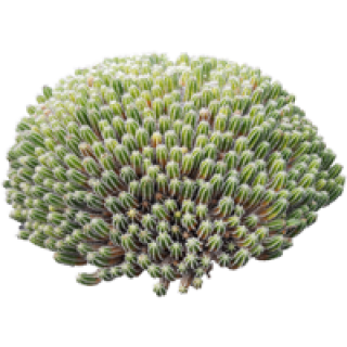Delosperma