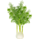 Fenouil