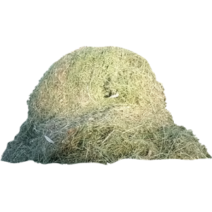 Foin