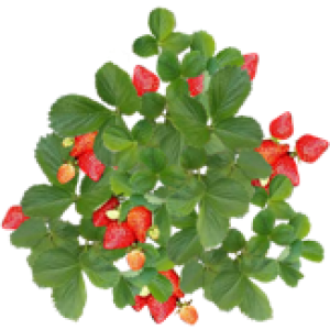 Fraisier