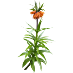 Fritillaire Impériale