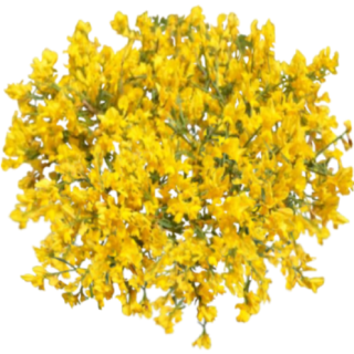 Millepertuis