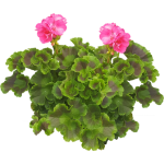 Géranium