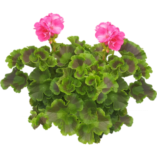 GÃ©ranium