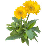 Gerbera