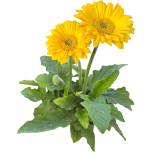 Gerbera