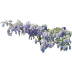 Glycine