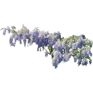 Glycine