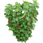 Groseillier à grappe