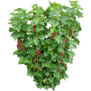 Groseillier à grappe