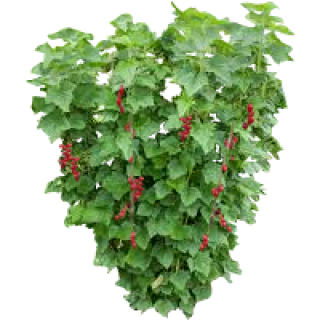 Groseillier à grappe