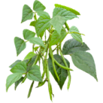 Haricots verts