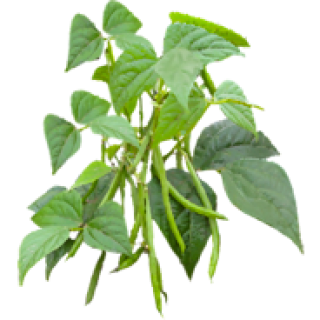 Haricots verts