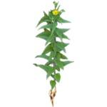 Hélianthi