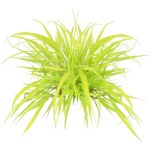 Herbe du japon