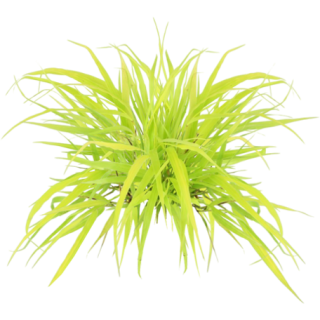 Herbe du japon