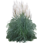 Herbe de la pampa