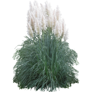 Herbe de la pampa