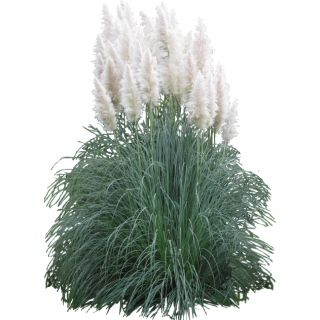 Miscanthus sinensis
