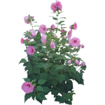 Hibiscus