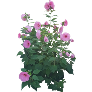 Hibiscus