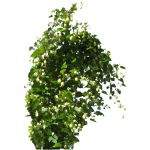Houblon