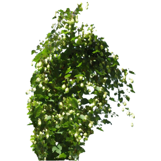 Houblon