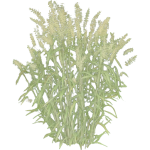 Hystrix patula 2