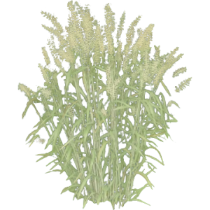 Hystrix patula 2