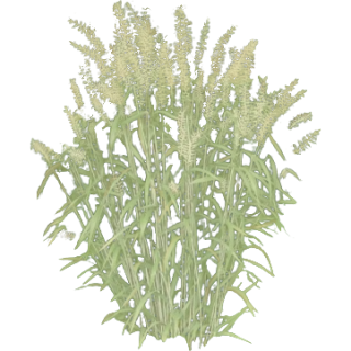 Hystrix patula 2