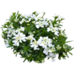 Iberis sempervirens