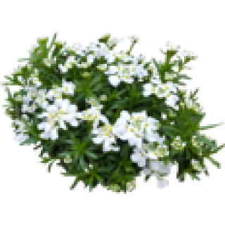 Iberis sempervirens