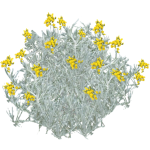 Immortelle d'Italie fleurs