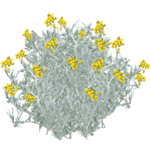 Immortelle d'Italie fleurs