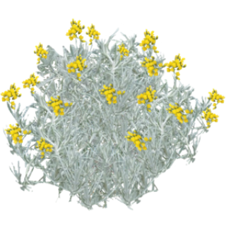Immortelle d'Italie fleurs