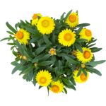 Immortelle