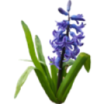 Jacinthe