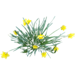Jonquille