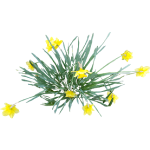 Jonquille