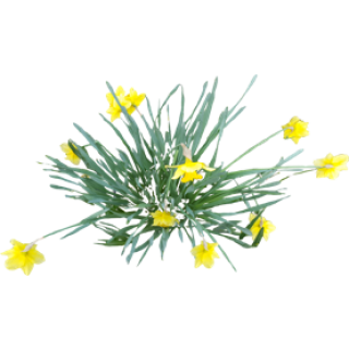 Jonquille