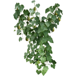 Kiwano