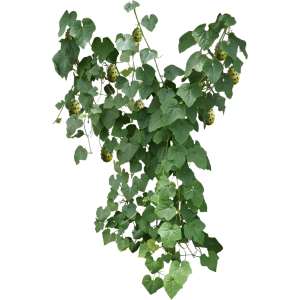 Kiwano