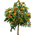 Kumquat de Hongkong