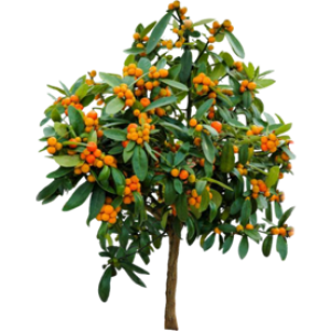 Kumquat de Hongkong
