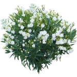 Laurier rose blanc