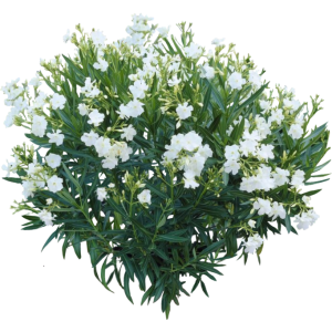 Laurier rose blanc
