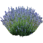 Lavande